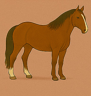 Rocky Mountain Horse